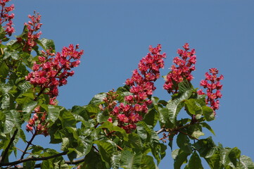 Bl&uuml;hende rote Rosskastanie