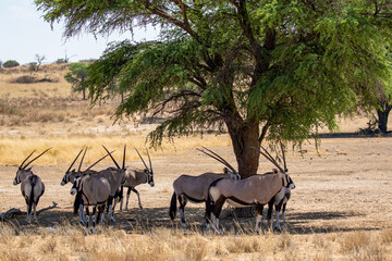 Gemsbok in the Kgalagadi