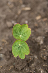 キンレンカの芽