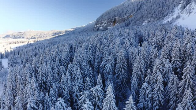 Survol drone de la c&icirc;me des arbres d&rsquo;une for&ecirc;t de sapins du Jura devant une falaise. Paysage d&rsquo;hiver recouvert de neige. 