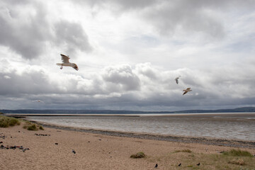 Seagulls flying high among'st the clouds.