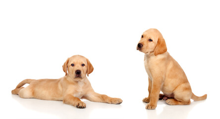 Two beautiful golden dogs