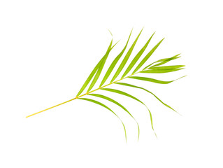 green leaf of palm tree on white background