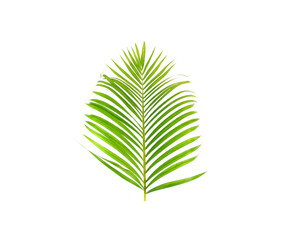 green leaf of palm tree on white background