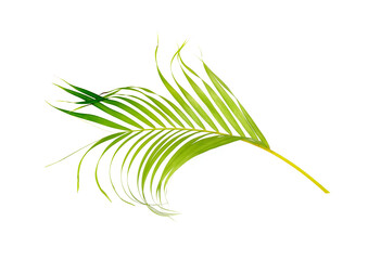green leaf of palm tree on white background