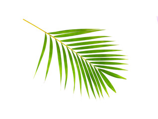green leaf of palm tree on white background
