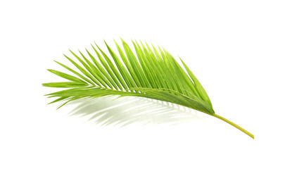 Obraz premium green leaf of palm tree on white background