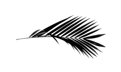 black leaf of palm tree on white background
