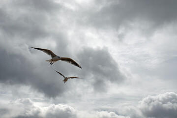 Seagulls flying high among'st the clouds.