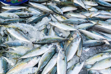 Tuna fish sell in local fishery market