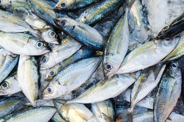 Obraz premium Tuna fish sell in local fishery market