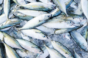Tuna fish sell in local fishery market