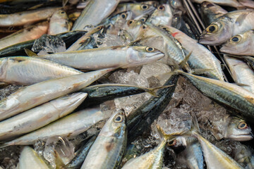 Fototapeta premium Tuna fish sell in local fishery market