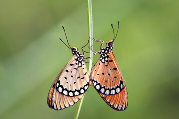 Tawny Coster 