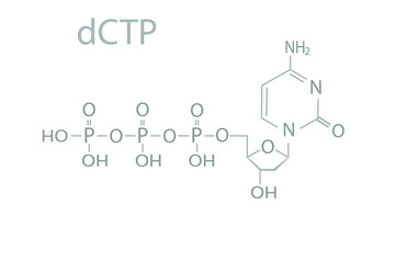 Fototapeta premium Deoxycytidine triphosphate nucleotide (dCTP) molecular skeletal chemical formula. 