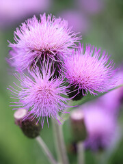 Melancholy thistle, growing wild in Finland