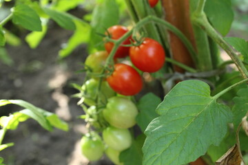 small tomatoes sing on a cherry branch. cultivation of vegetables. Crop farming. How Cherry Tomatoes Grow