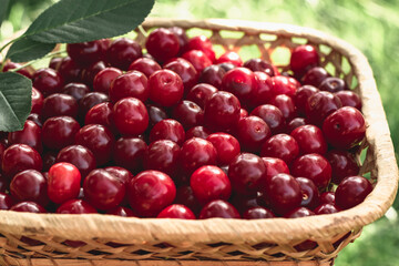 Ripe cherries in a basket on the lawn grass. Harvesting cherry berries in the summer garden.
