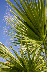 Obraz na płótnie Canvas Palm tree leaf surface with shadow. Selective focus texture of green palm leaf. Natural background with copy space.