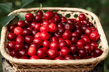 Harvesting cherry berries in the summer garden. Ripe cherries in a basket on the lawn grass.