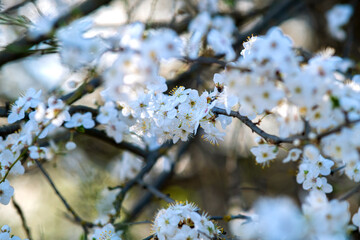 Fruit tree twigs with blooming white and pink petal flowers in spring garden.