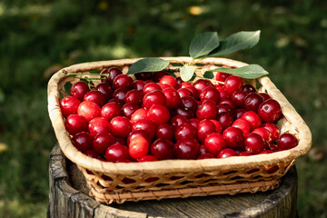 Fototapeta na wymiar Red cherries in a basket. Vitamins and healthy food.