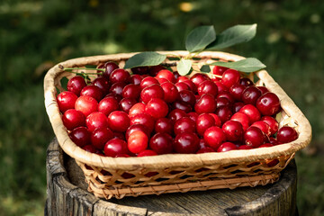 Fototapeta na wymiar Vitamins and healthy food. Red cherries in a basket.
