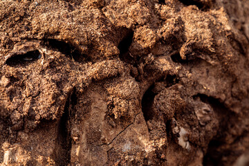 Texture of rotten tree bark