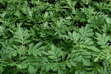 Fototapeta premium Growing flowers from seeds. Young seedlings of annual marigold flowers for garden beds.
