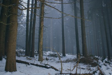Misty magic forest in winter. Haunted forest.