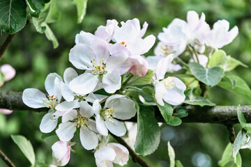 Large white flowers of a blooming apple tree. Spring blooming garden.