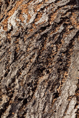 Texture of old tree bark