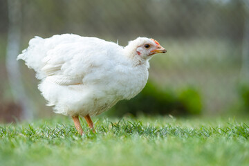 Hen feed on traditional rural barnyard. Close up of chicken standing on barn yard with green grass. Free range poultry farming concept.