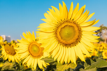 Sunflower close-up on a background of blue sky on a sunny day, Sunflower blooming.