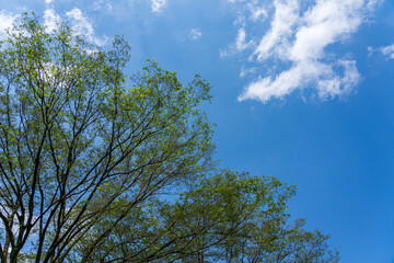 新緑に包まれた里山風景