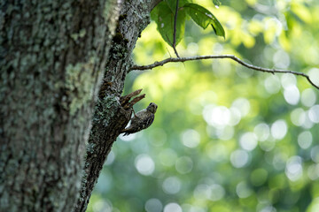 太い木の幹にとまるコゲラ