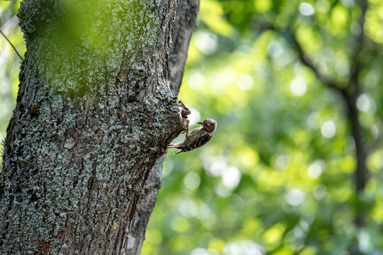 太い木の幹にとまるコゲラ