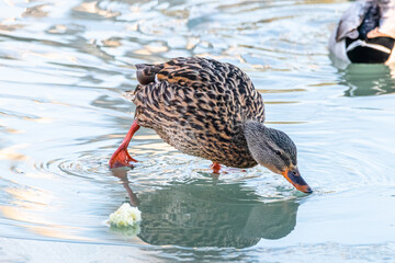 duck walking on a frozen pond