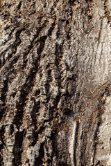 Texture of old tree bark