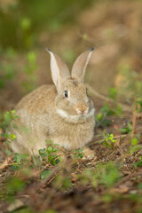 Naklejka na ściany i meble Easter bunny. Rabbit in green grass and flowers. Cute hare outdoors in a natural environment