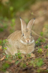 Easter bunny. Rabbit in green grass and flowers. Cute hare outdoors in a natural environment