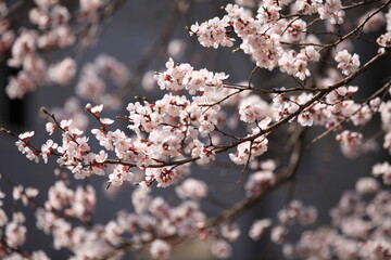 blossom