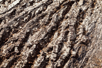 Texture of old tree bark