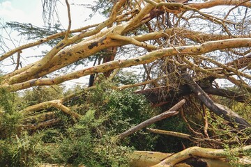 Obraz premium Cut down trees at Nairobi National Park, Kenya