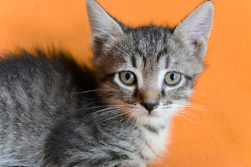 A small striped kitten on a yellow background