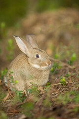 Naklejka na ściany i meble Easter bunny. Rabbit in green grass and flowers. Cute hare outdoors in a natural environment