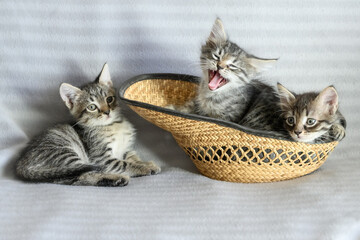 Fototapeta na wymiar Three small confused striped kittens