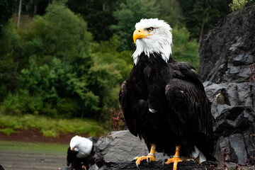 Powerful bald eagle in nature