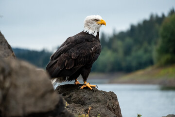 Powerful bald eagle in front of a lake