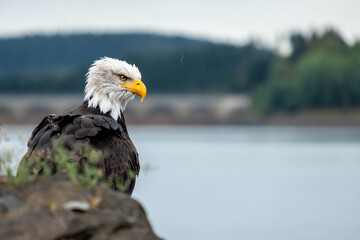 Powerful bald eagle in front of a lake